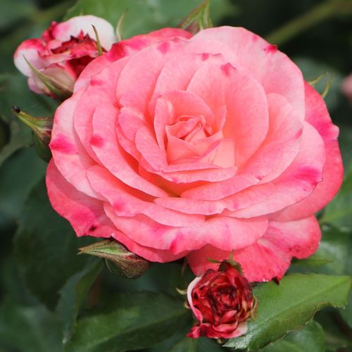 Vendita, rose rose floribunde - bianco-rosa - Rosa Rosenstadt Freising ® - rosa non profumata - W. Kordes & Sons - ,-